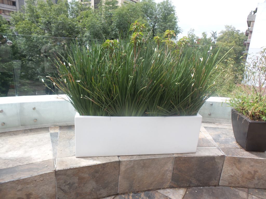 Lote 076 - 24 Macetas con plantas, color chocolate, blanco y naranja - Imagen 6
