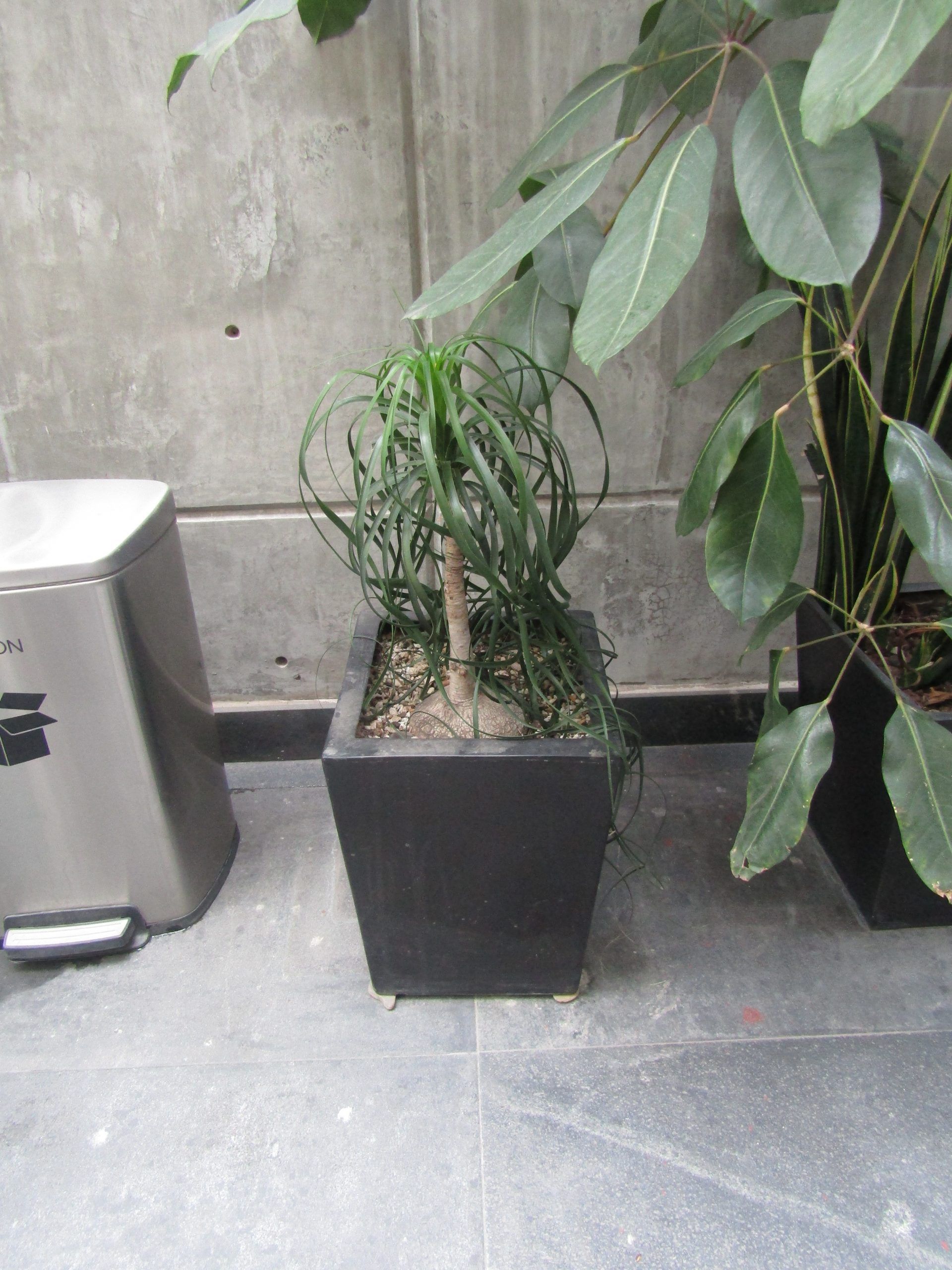 Lote 120 - Maceta de fibra de vidrio color café con planta y 7 Macetas de diferentes tamaños con planta, 3 macetas contienen plastas grandes - Imagen 7
