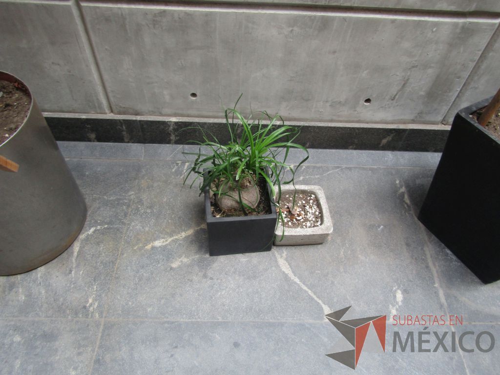 Lote 120 - Maceta de fibra de vidrio color café con planta y 7 Macetas de diferentes tamaños con planta, 3 macetas contienen plastas grandes - Imagen 8