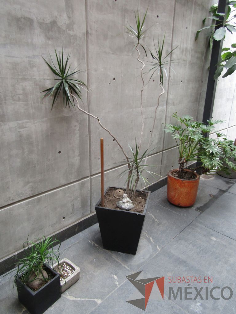 Lote 120 - Maceta de fibra de vidrio color café con planta y 7 Macetas de diferentes tamaños con planta, 3 macetas contienen plastas grandes - Imagen 9