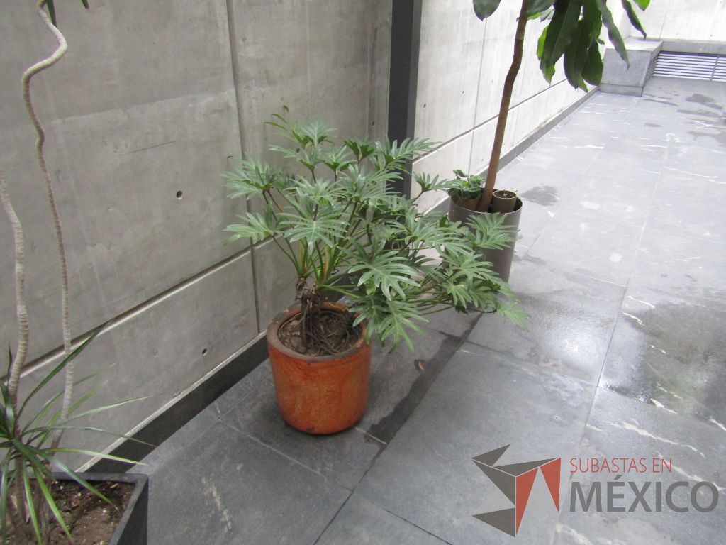 Lote 120 - Maceta de fibra de vidrio color café con planta y 7 Macetas de diferentes tamaños con planta, 3 macetas contienen plastas grandes - Imagen 10
