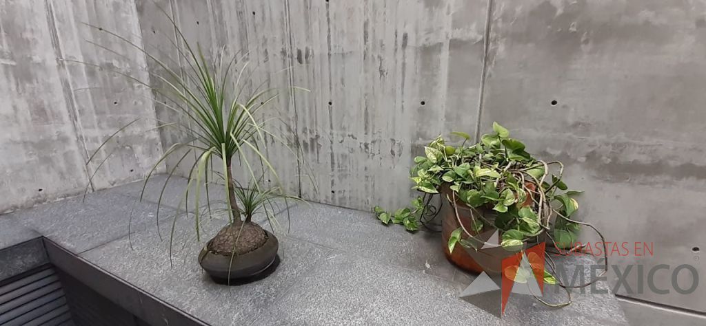 Lote 120 - Maceta de fibra de vidrio color café con planta y 7 Macetas de diferentes tamaños con planta, 3 macetas contienen plastas grandes - Imagen 5