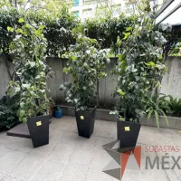 Lote 018 - 3 Macetas color negro - Imagen 6